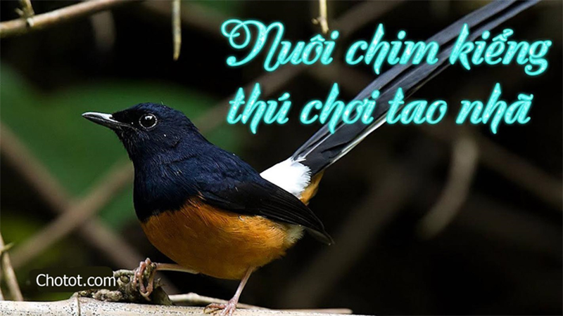 Điểm danh những loài chim chìa vôi thú vị của Việt Nam